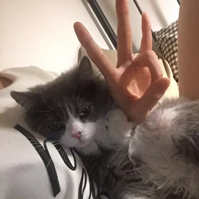 万会静希